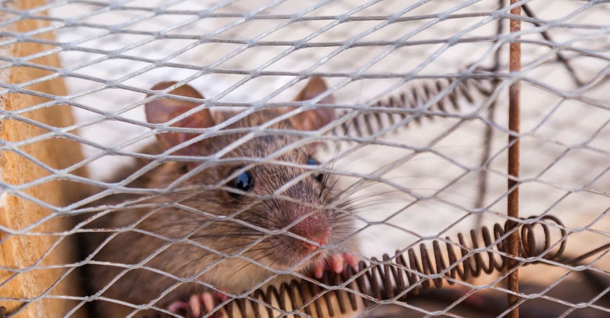 Mice & rat control