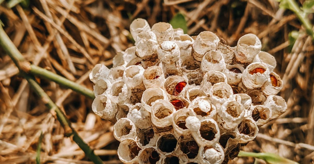 Wasp & hornet nest removal